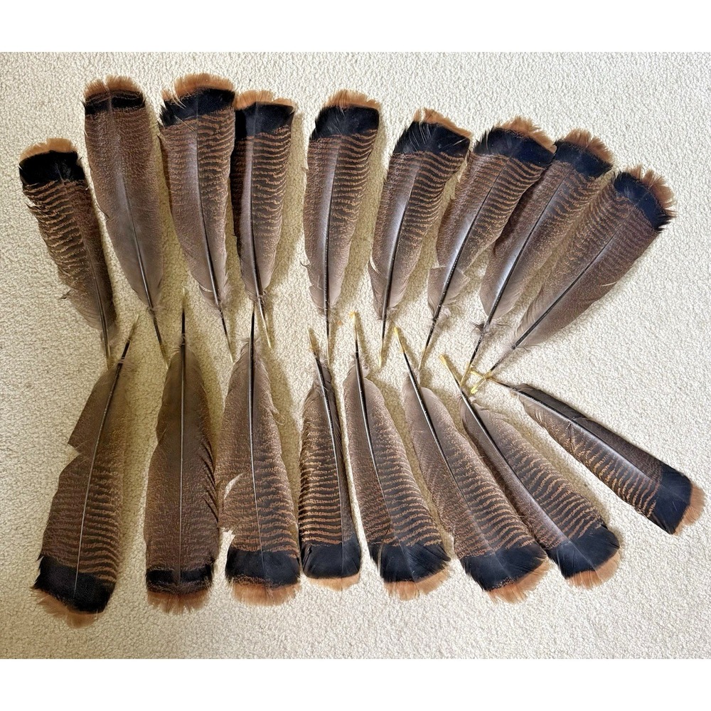 17 Wild Turkey Tail Feathers